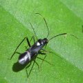 Pseudoxenetus regalis