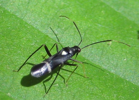 Pseudoxenetus regalis (Eastern Regal Oak Mirid)