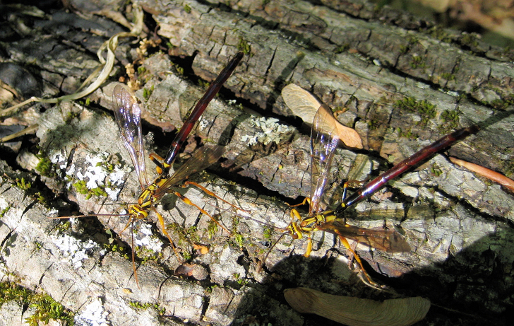 Megarhyssa atrata (Black Giant Ichneumonid Wasp)