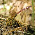 Megarhyssa atrata