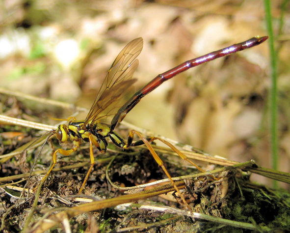 Megarhyssa atrata (Black Giant Ichneumonid Wasp)
