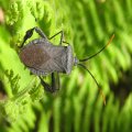 Acanthocephala terminalis