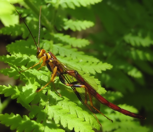 Megarhyssa atrata (Black Giant Ichneumonid Wasp)
