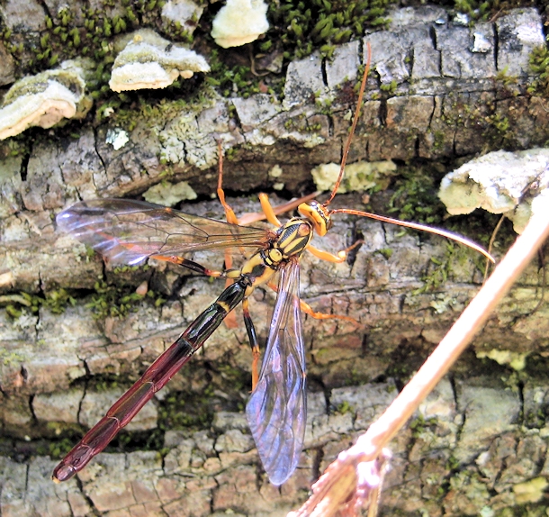 Megarhyssa atrata (Black Giant Ichneumonid Wasp)