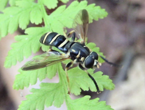 Genus Temnostoma (Falsehorn Flies)