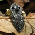 Alaus oculatus