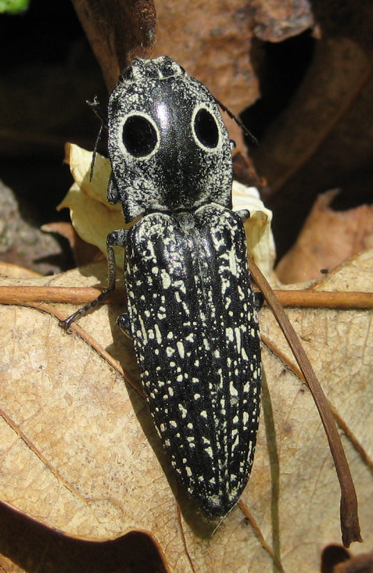 Alaus oculatus (Eastern Eyed Click Beetle)