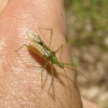 Zelus luridus