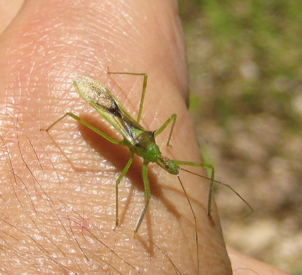 Zelus luridus (Pale Green Assassin Bug)