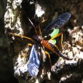 Tanyptera dorsalis