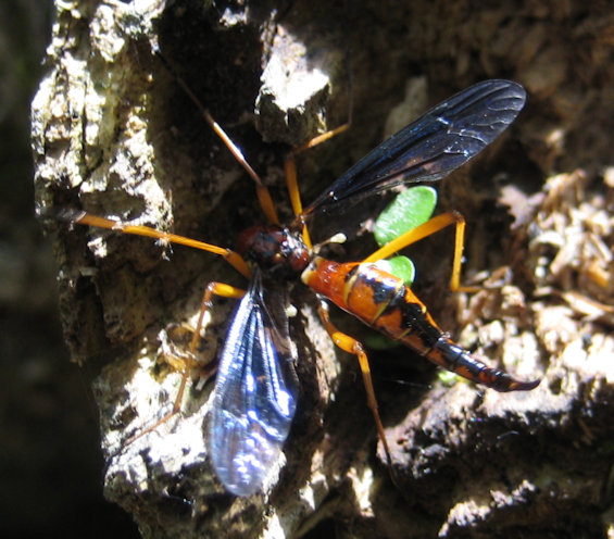 Tanyptera dorsalis (Antlered Crane Fly)