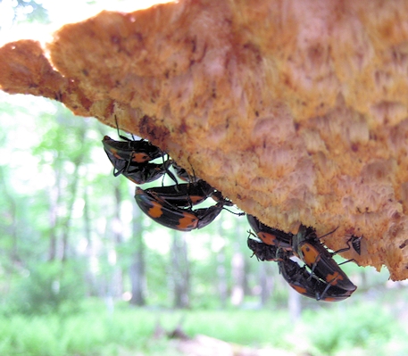 Genus Megalodacne