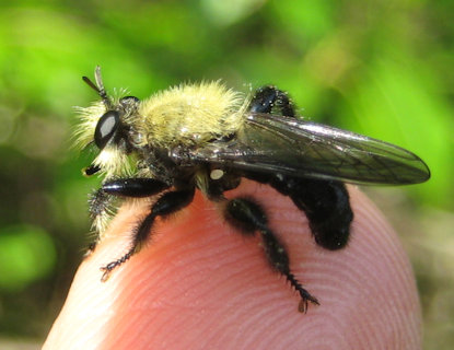 Family Asilidae (Robber Flies)