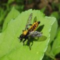 Asilidae