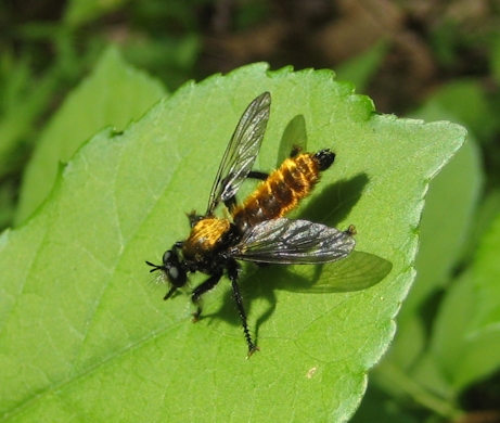 Family Asilidae (Robber Flies)