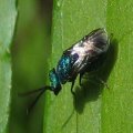 Chrysididae