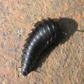 Staphylinidae