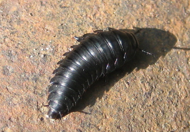 Family Staphylinidae (Rove Beetles)