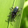 Plateumaris