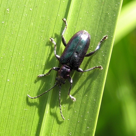 Genus Plateumaris (Spade Reed Beetles)