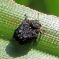 Chrysomelidae