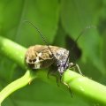 Corydalidae