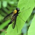Chrysopilus thoracicus