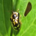 Deloyala guttata