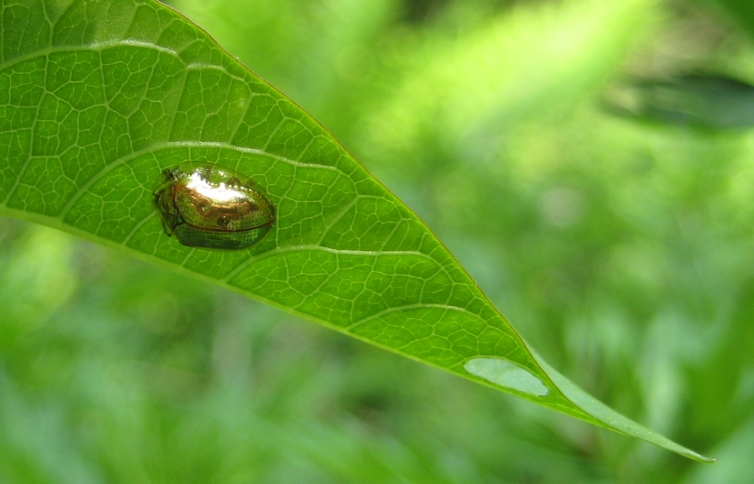 Charidotella sexpunctata (Golden Tortoise Beetle)
