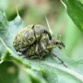 Curculionidae