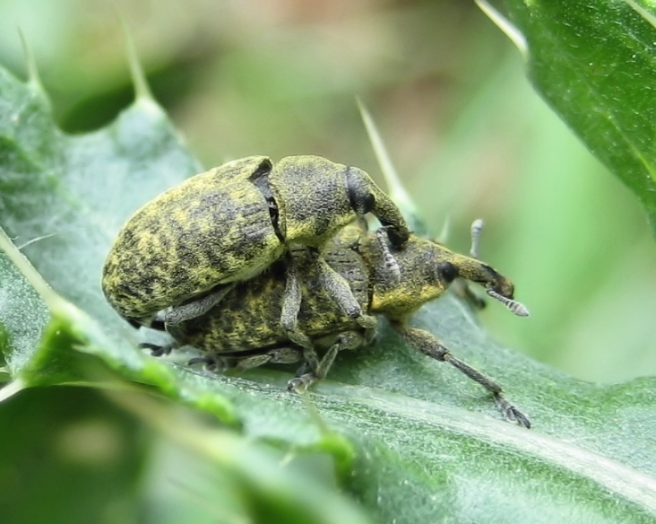 Family Curculionidae (True Weevils)