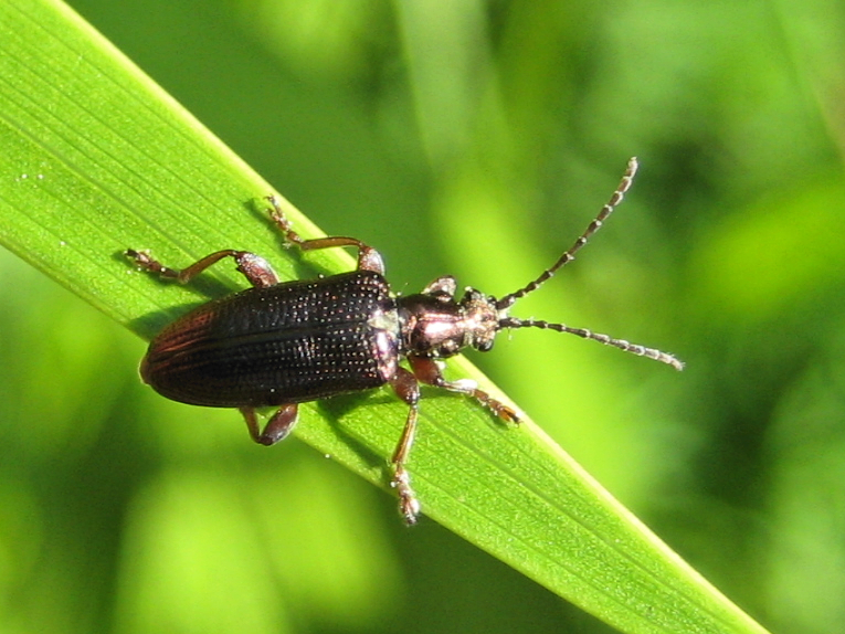 Genus Plateumaris (Spade Reed Beetles)