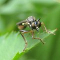 Asilidae