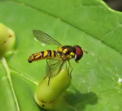 Allograpta obliqua (Oblique Streaktail)