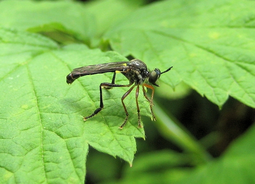 Family Asilidae (Robber Flies)