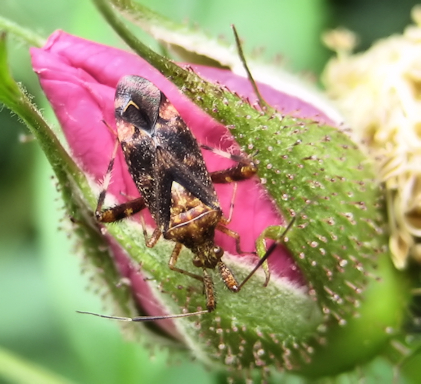 Neurocolpus nubilus (Clouded Plant Bug)