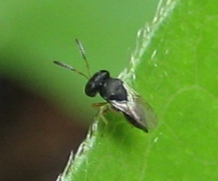 Suborder Apocrita (Narrow-waisted Hymenopterans)