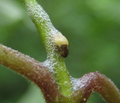 Family Clastopteridae (Clastopterid Spittlebugs)