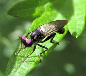 Family Asilidae (Robber Flies)