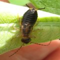 Dermaptera