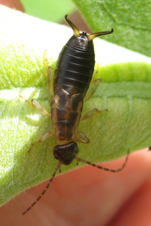 Order Dermaptera (Earwigs)