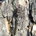 Gomphaeschna furcillata