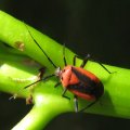 Taedia
