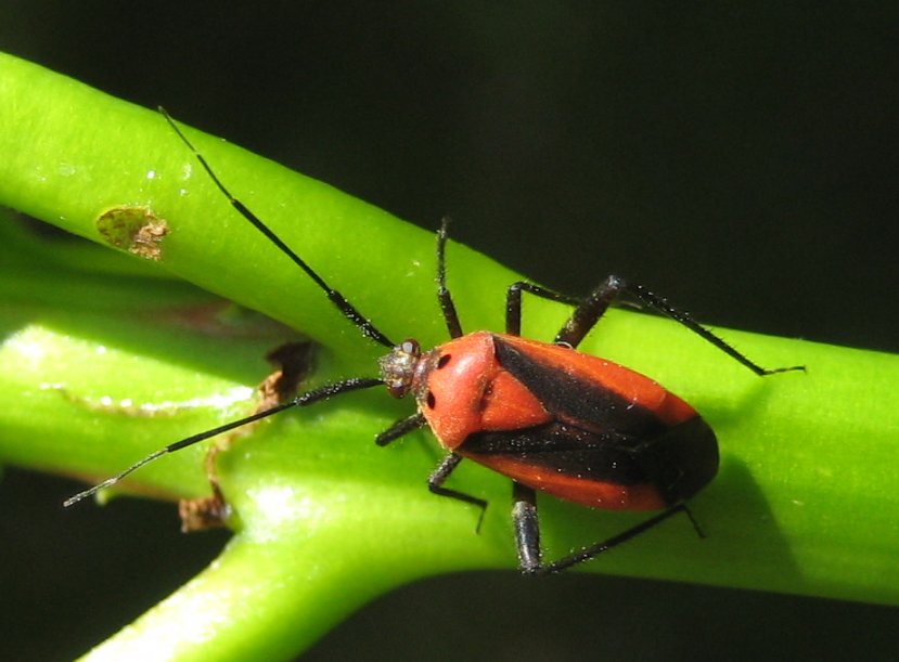 Genus Taedia