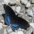Limenitis arthemis