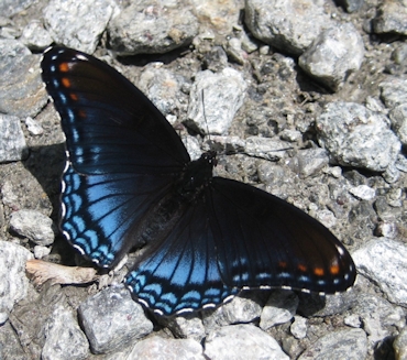 Limenitis arthemis (Red-spotted Admiral)
