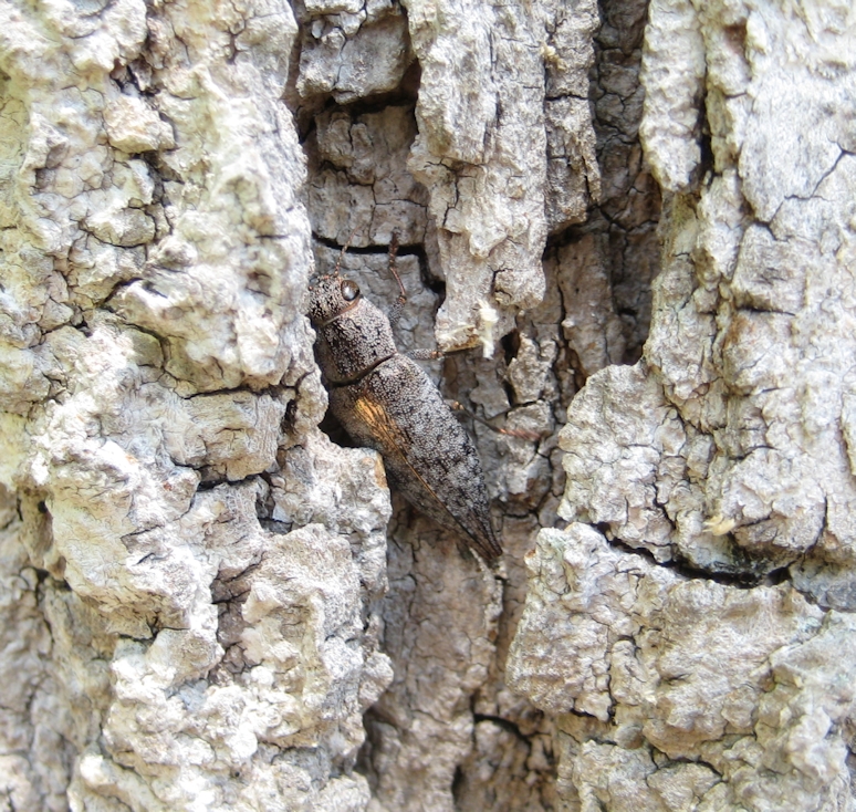 Genus Dicerca