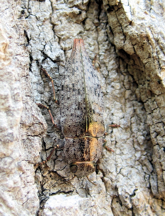 Genus Dicerca
