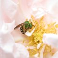 Agapostemon