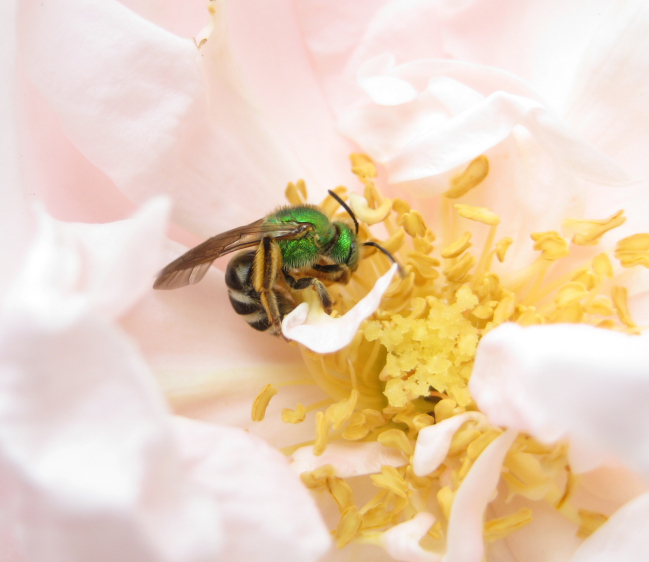 Genus Agapostemon (Metallic Green Bees)